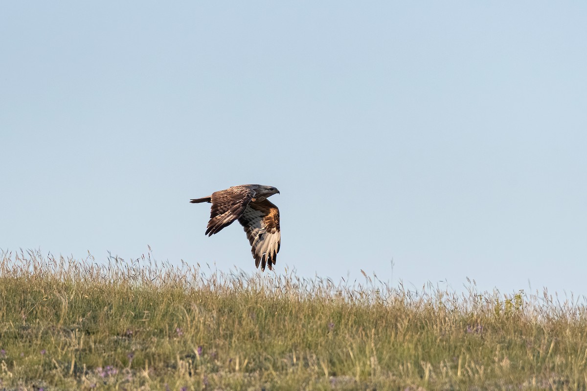 Buse féroce - ML645102457