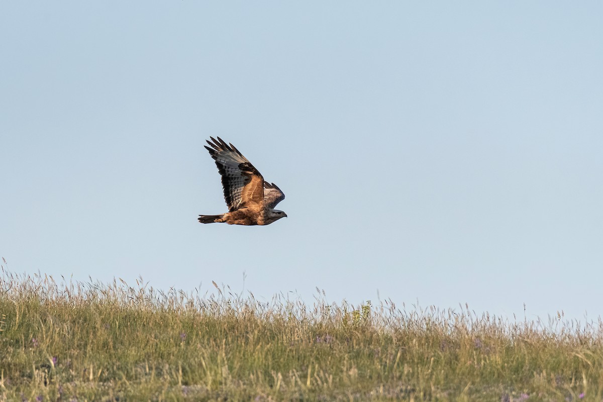 Buse féroce - ML645102458