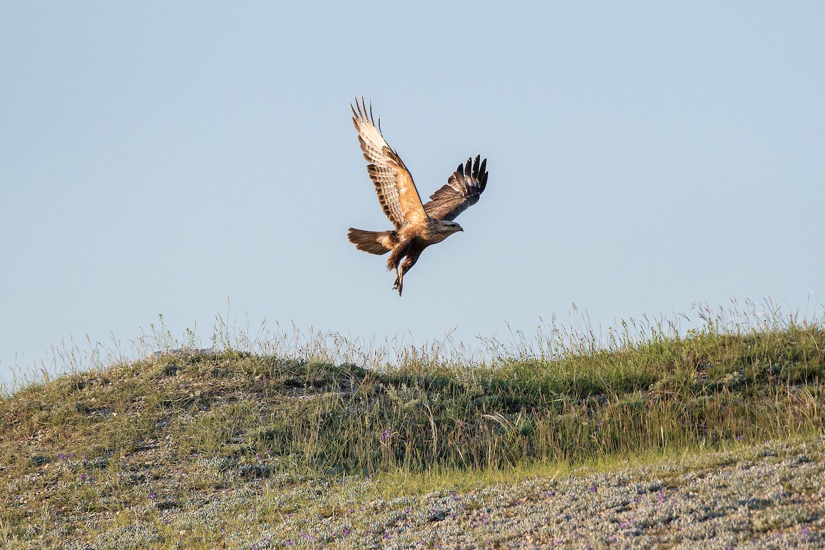 Buse féroce - ML645102459