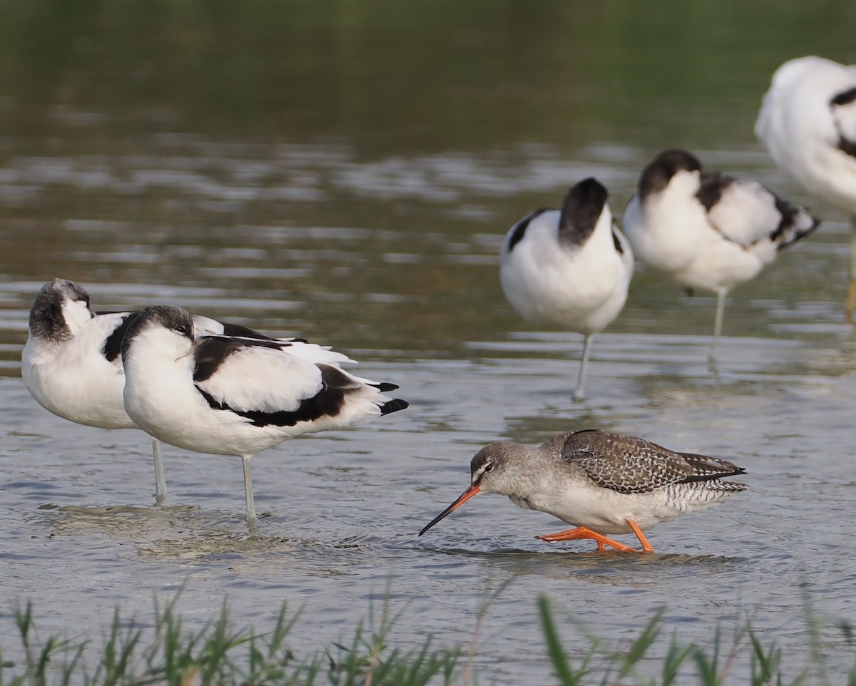 Spotted Redshank - ML645102467