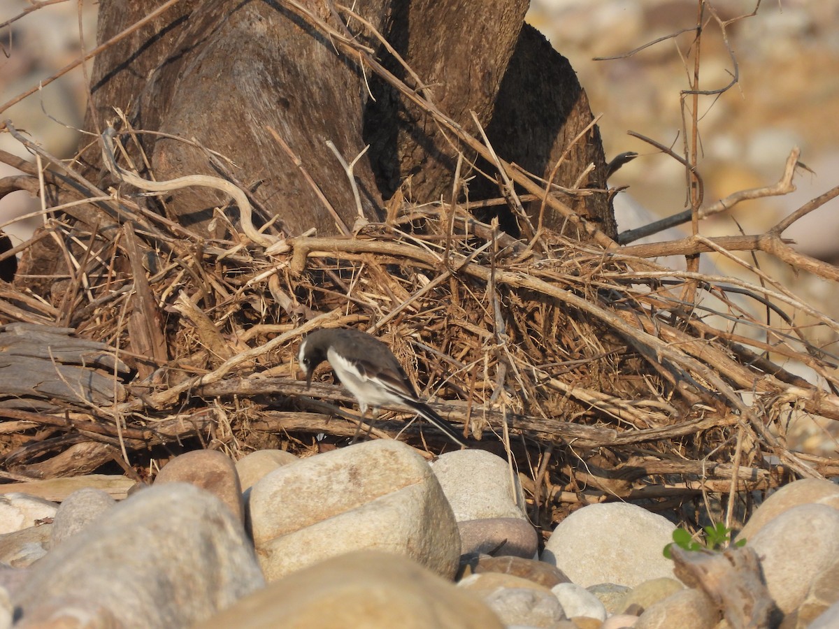 Bergeronnette indienne - ML645102474