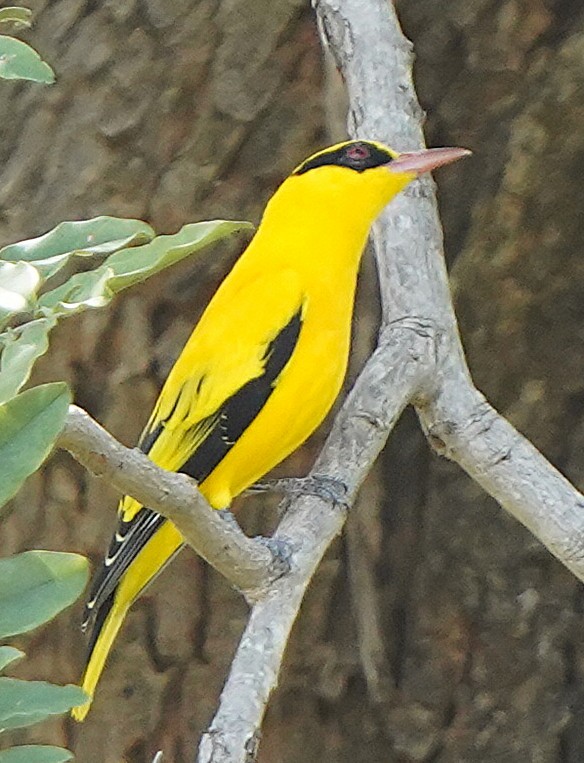 Вивільга золота - ML645102480