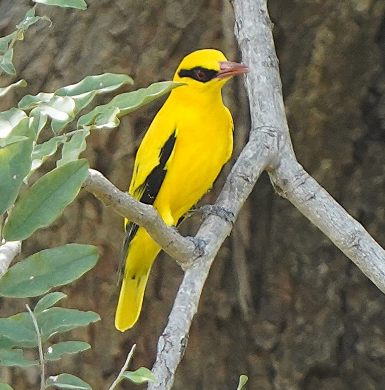 Вивільга золота - ML645102481