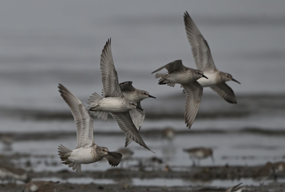 Red Knot - ML645102486