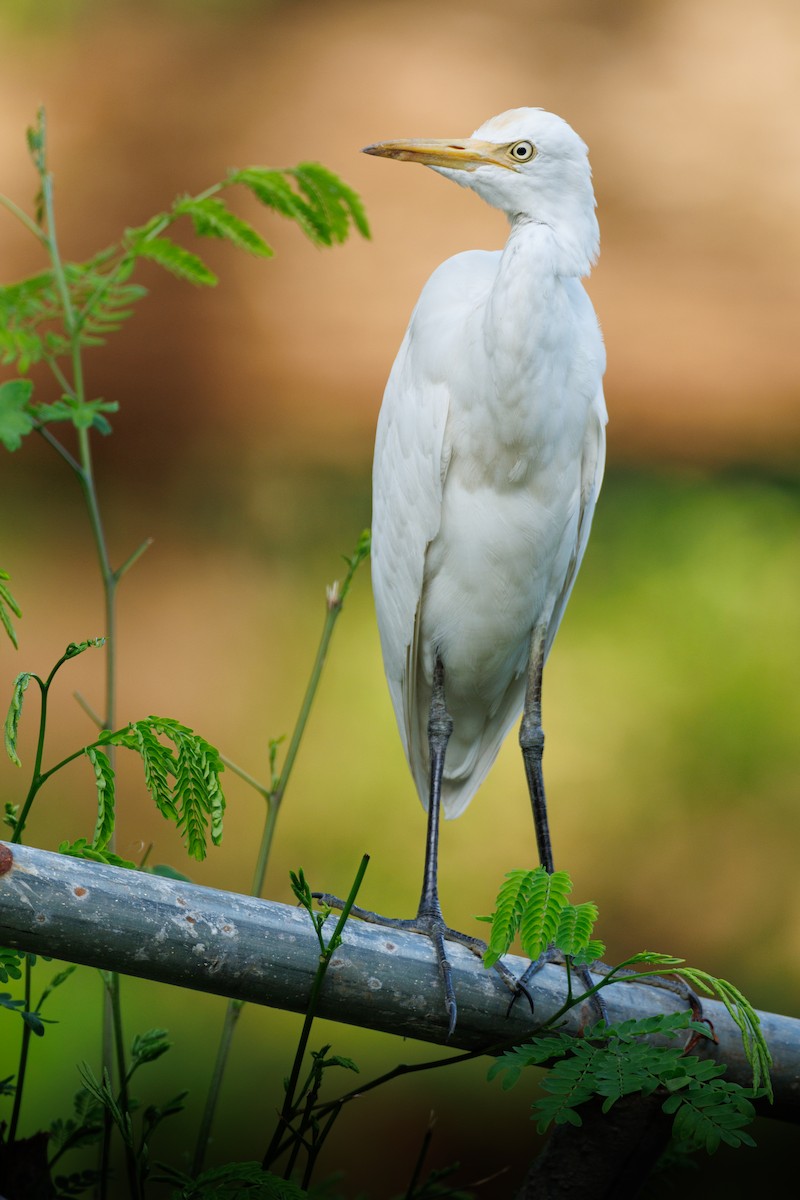 Eastern Cattle-Egret - ML645102487