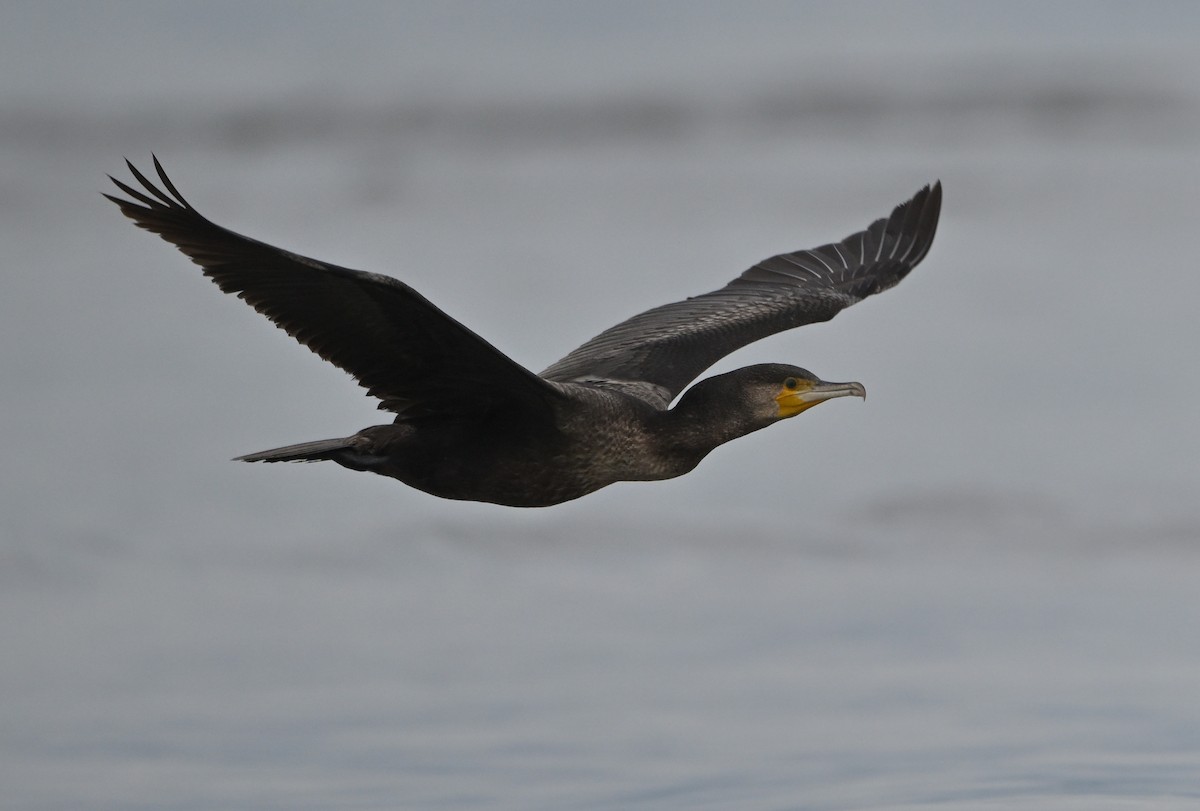 Great Cormorant - ML645102489