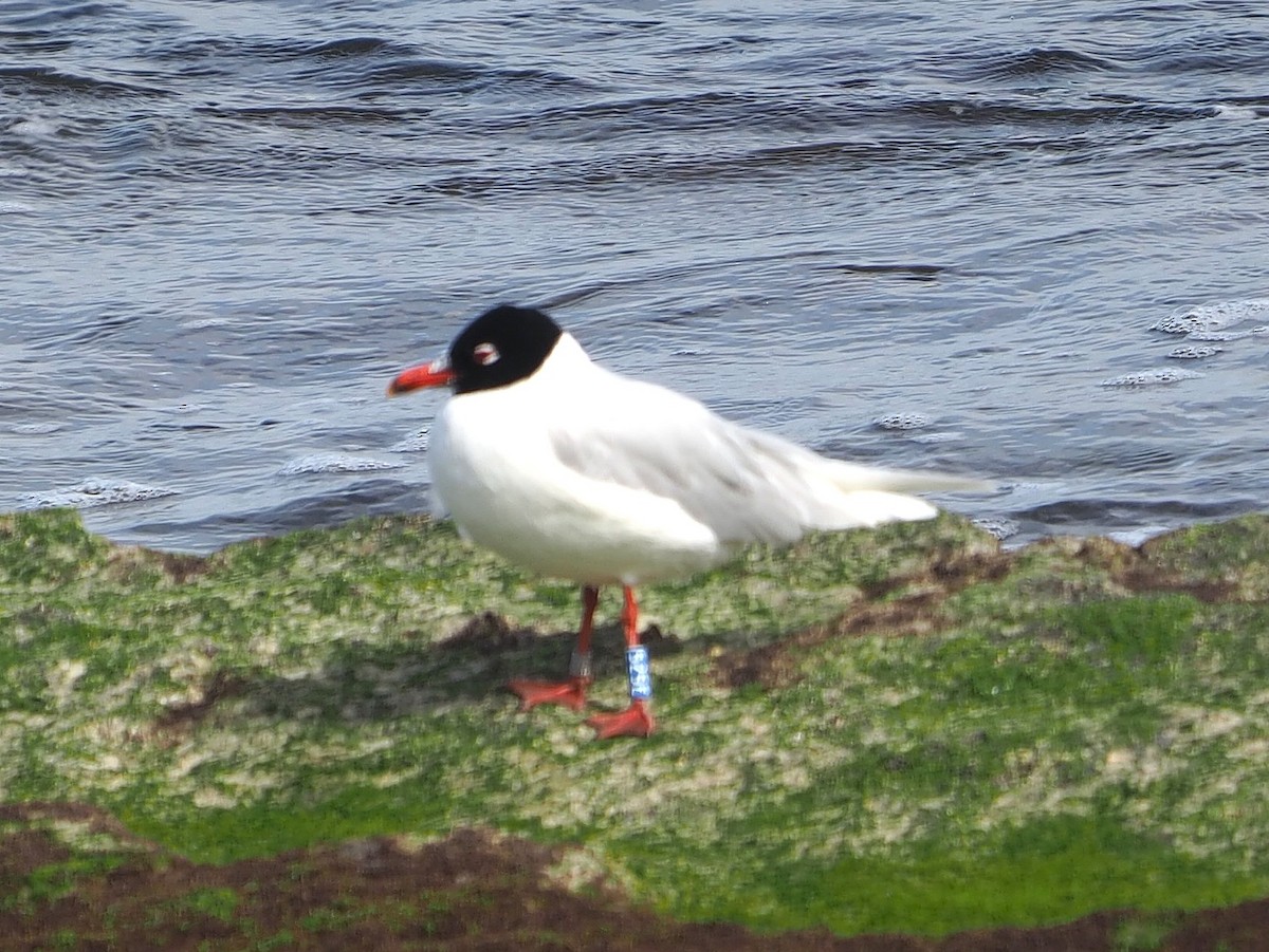 Mediterranean Gull - ML645102492