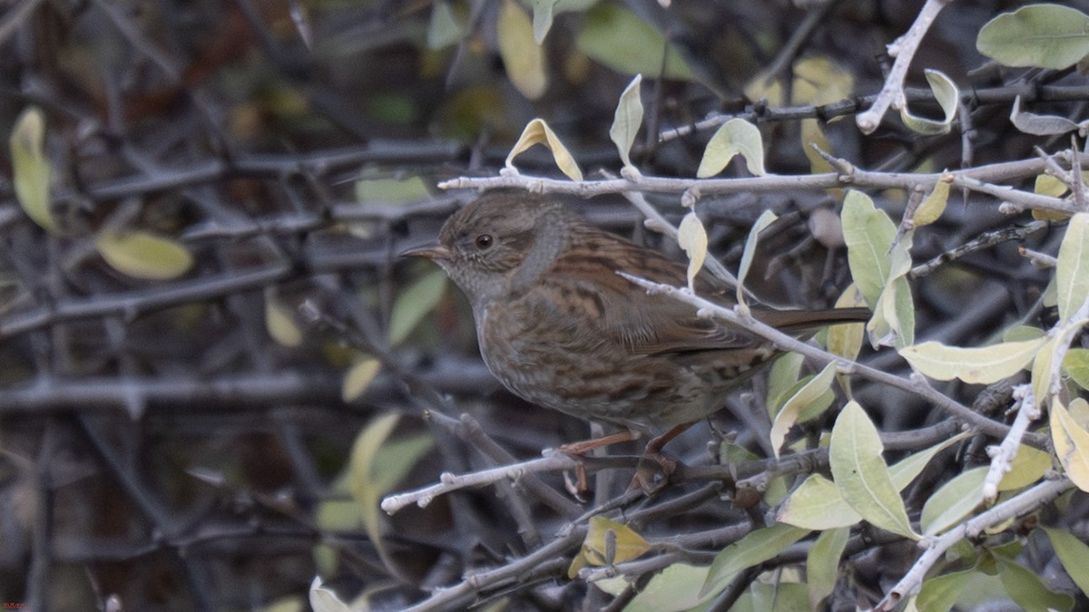 Accenteur mouchet - ML645102510