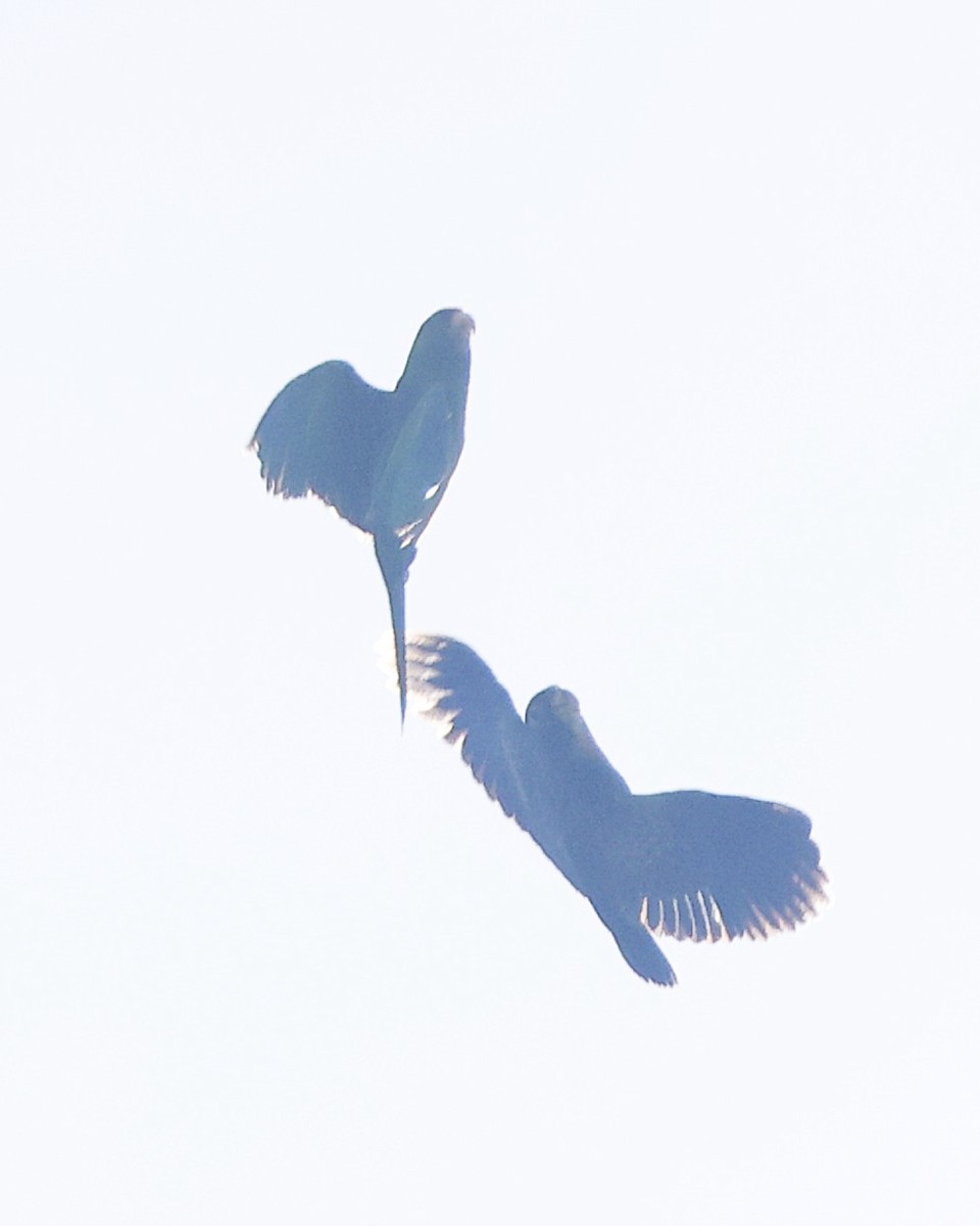 Scarlet-fronted Parakeet - ML645102522