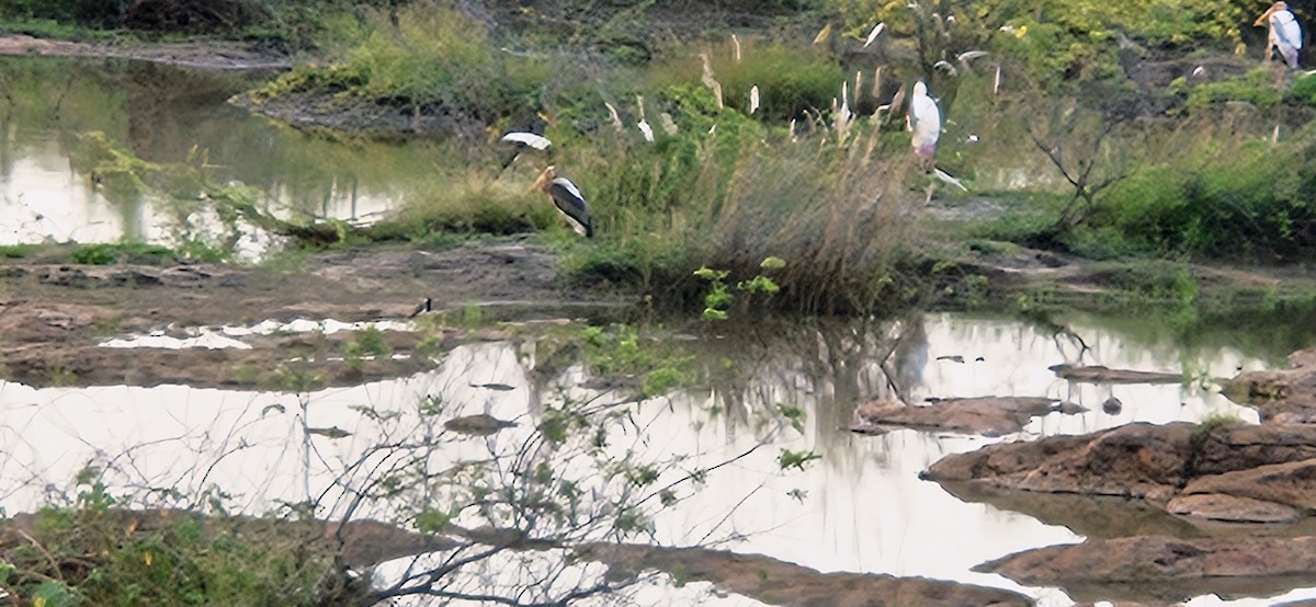 Indian Pond-Heron - ML645102545