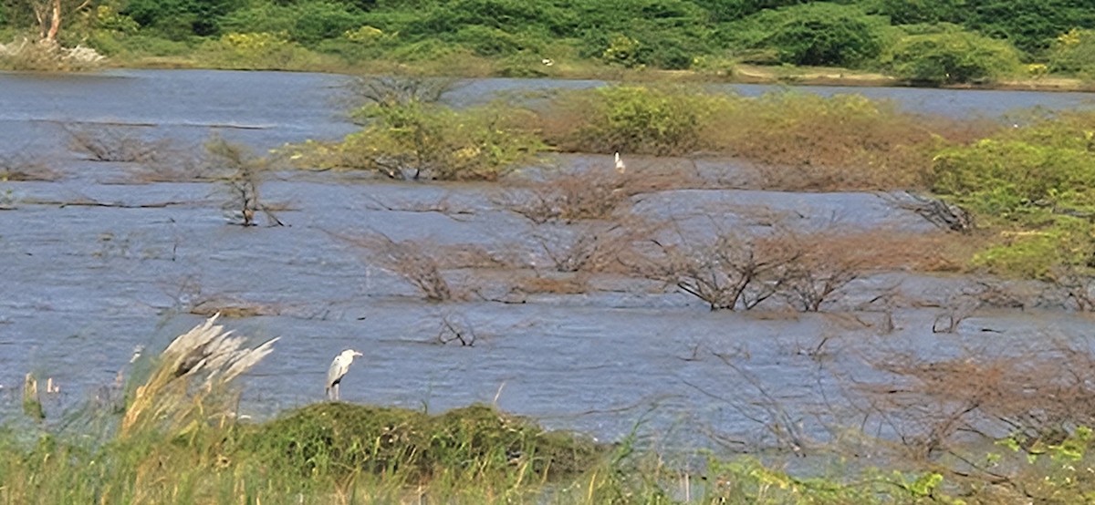Indian Pond-Heron - ML645102546