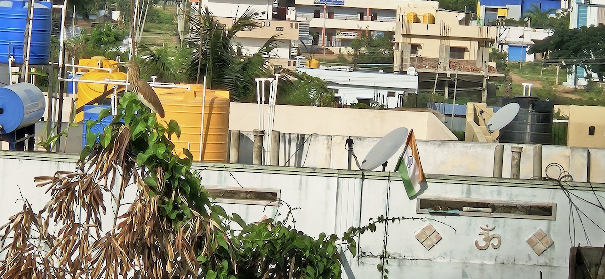 Indian Pond-Heron - ML645102547