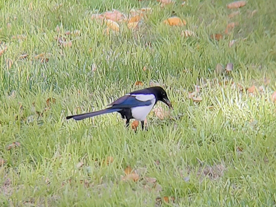 straka obecná - ML645102557