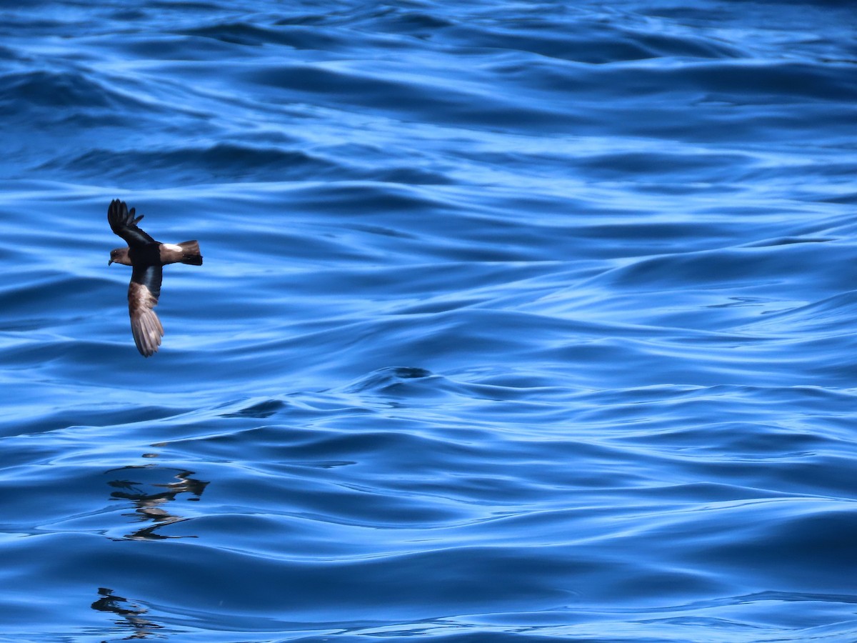 European Storm-Petrel - ML645102562
