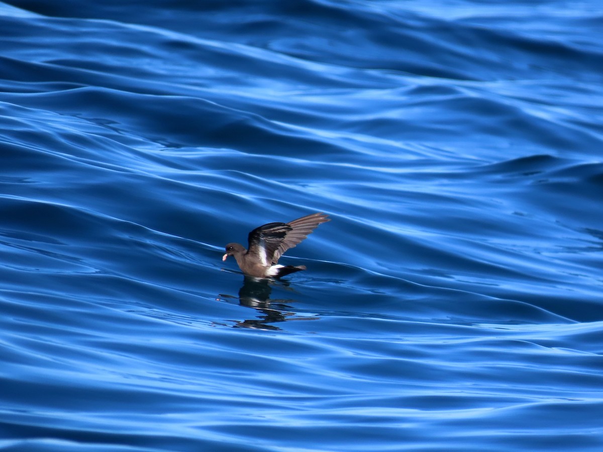 European Storm-Petrel - ML645102563