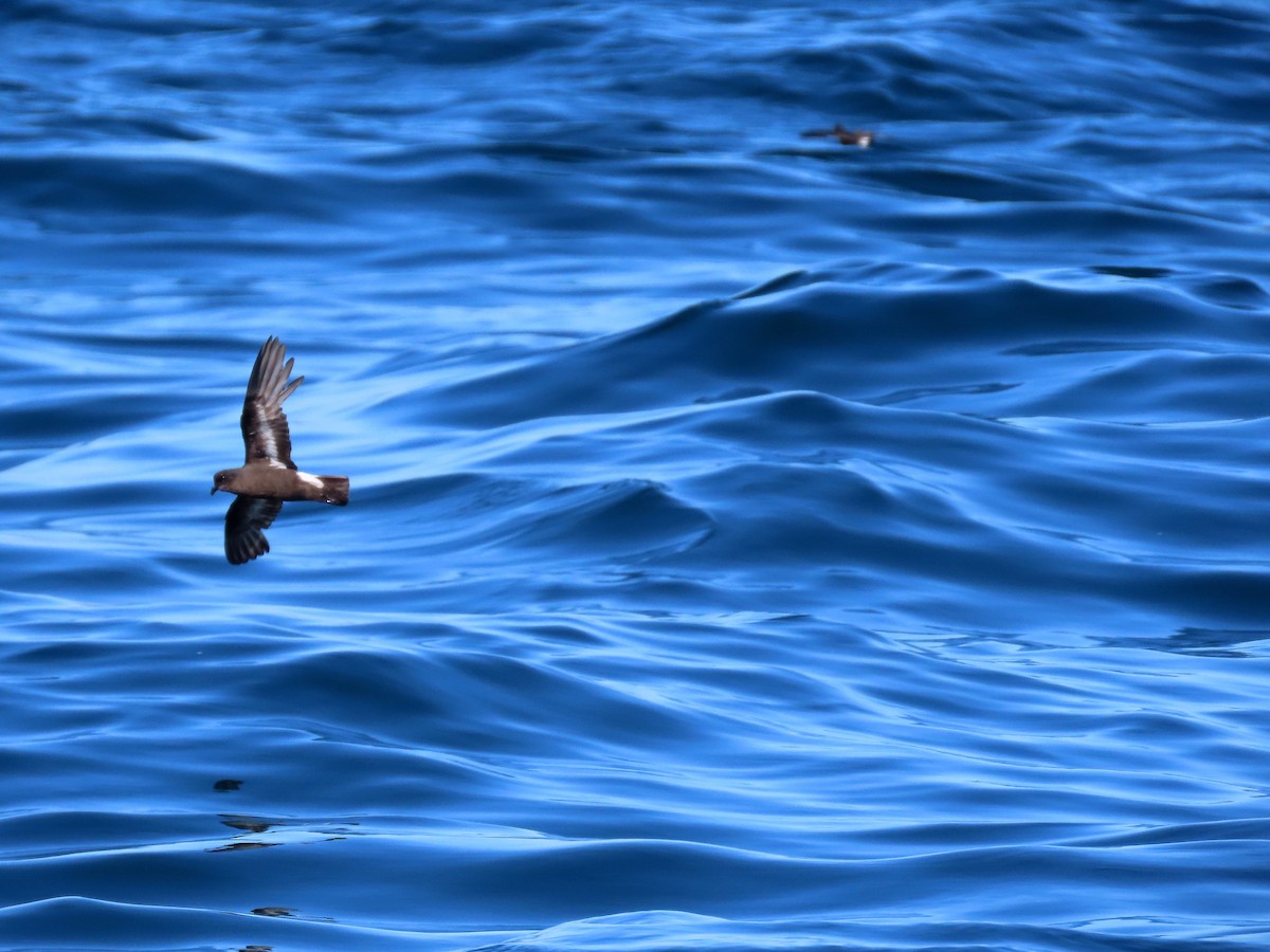 European Storm-Petrel - ML645102564