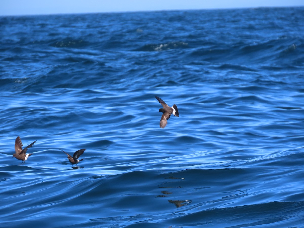 European Storm-Petrel - ML645102565