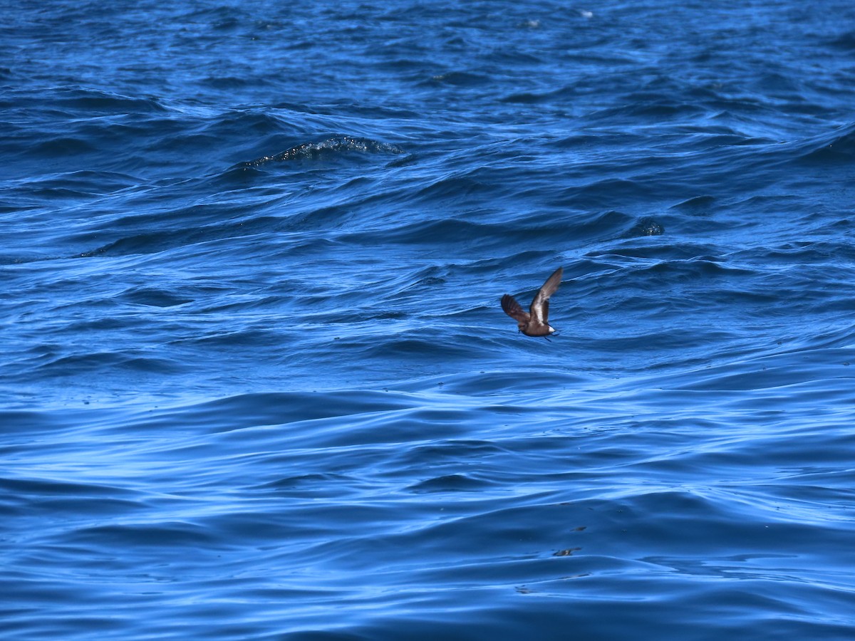 European Storm-Petrel - ML645102566