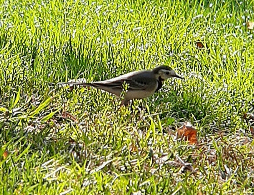 konipas bílý - ML645102572