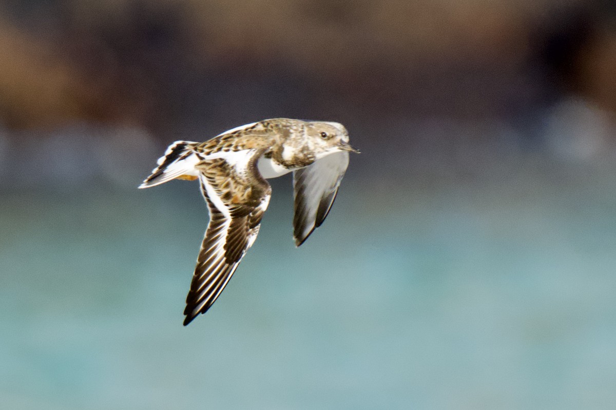 kamenáček pestrý - ML645102578