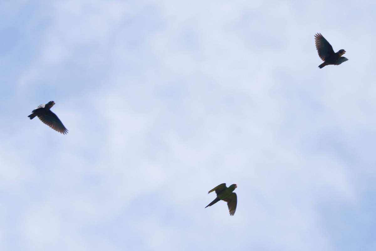 Scarlet-fronted Parakeet - ML645102589