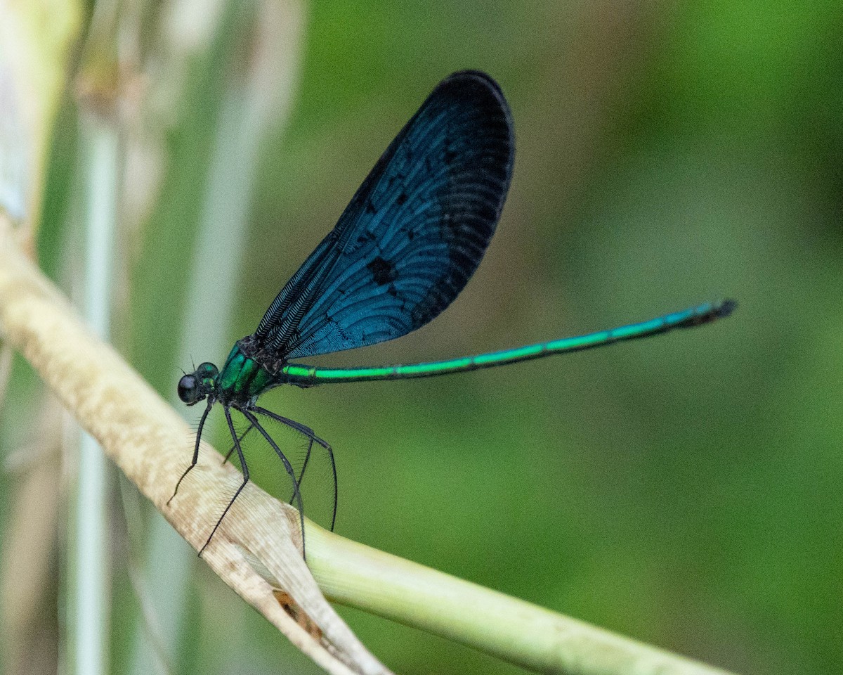 Formosan Jewelwing - ML645102592
