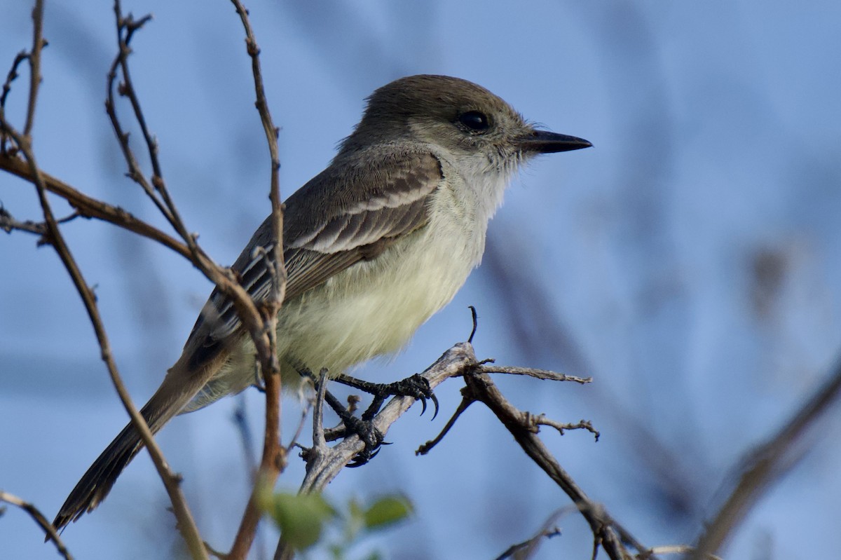 Galapagos Flycatcher - ML645102593