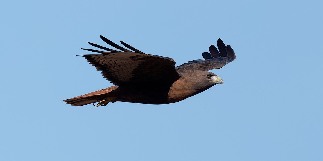 Red-tailed Hawk - ML645102608