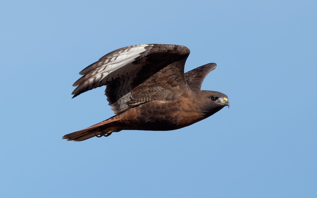 Red-tailed Hawk - ML645102609