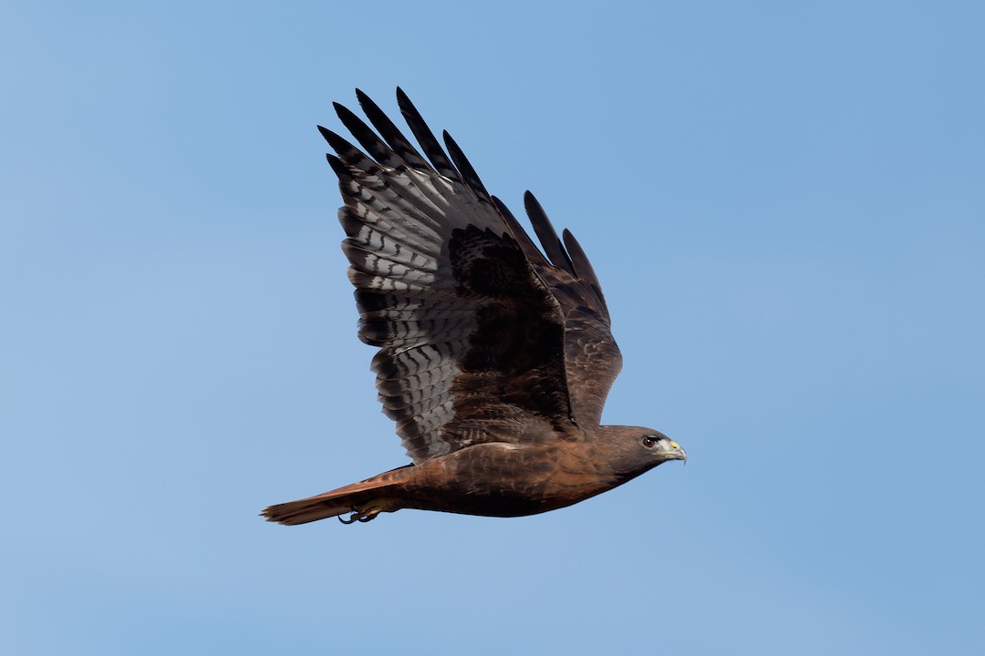 Red-tailed Hawk - ML645102610