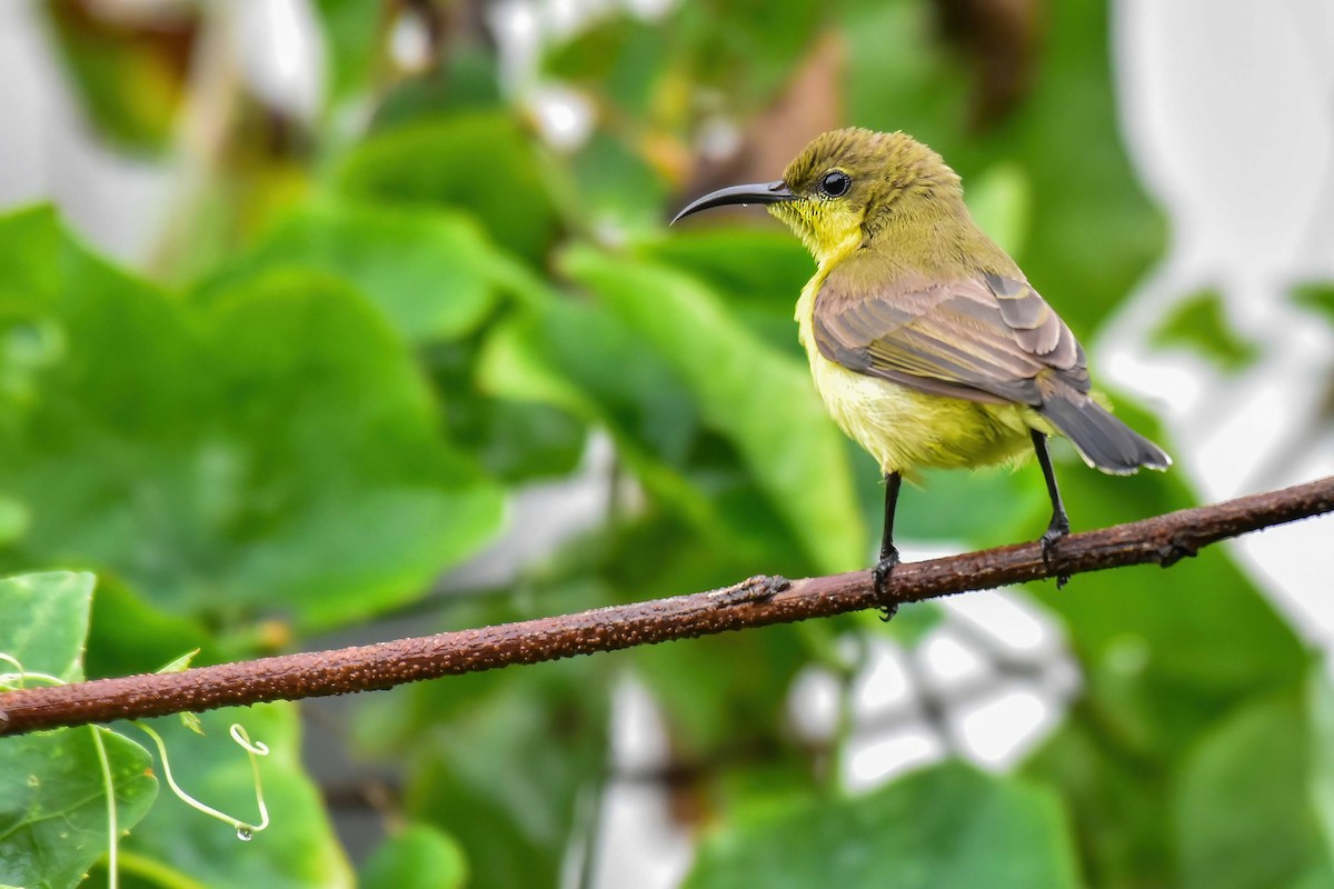 Ornate Sunbird - ML645102614