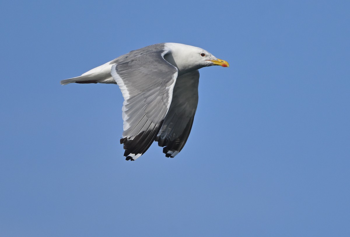 Vega Gull - ML645102629