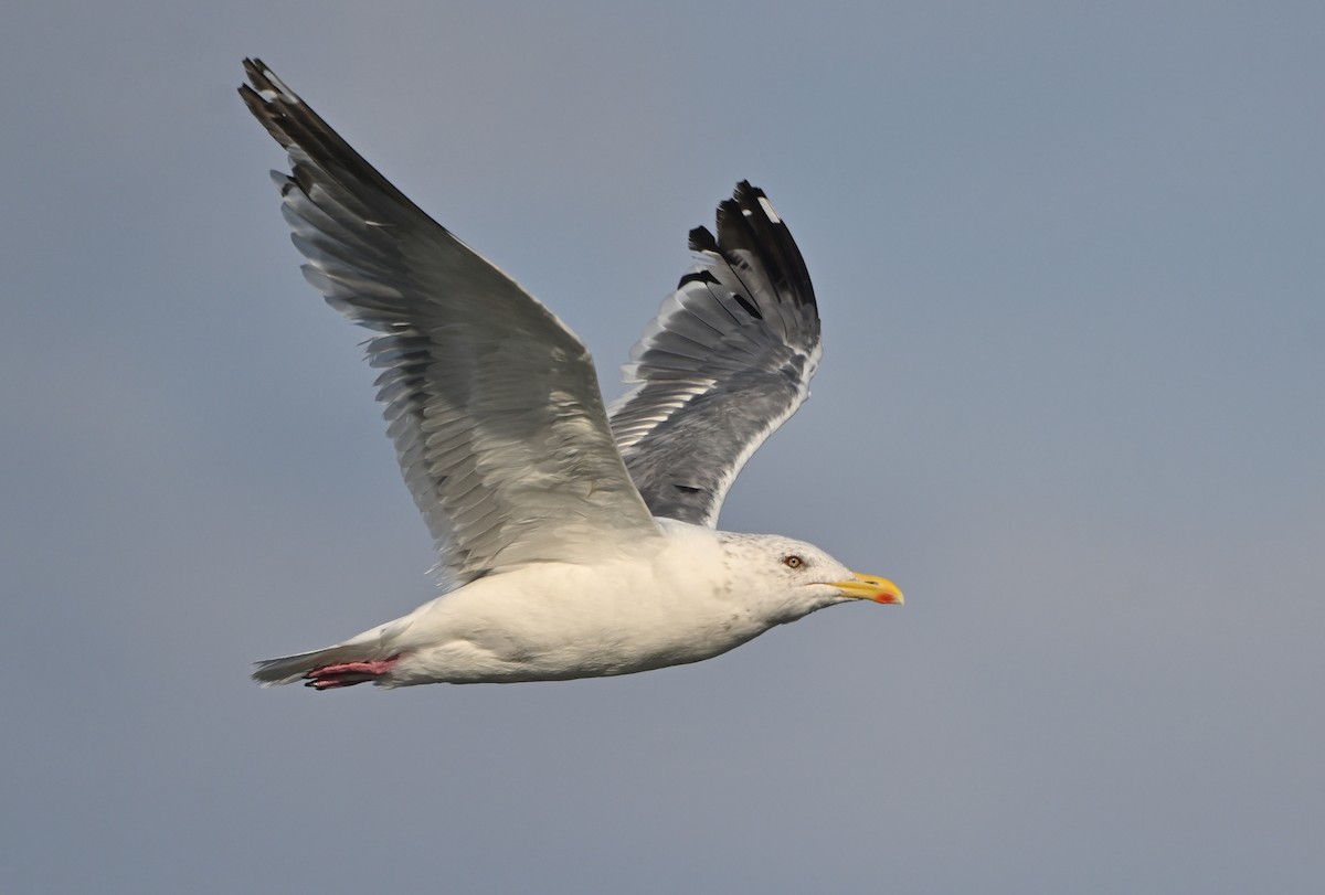 Vega Gull - ML645102630