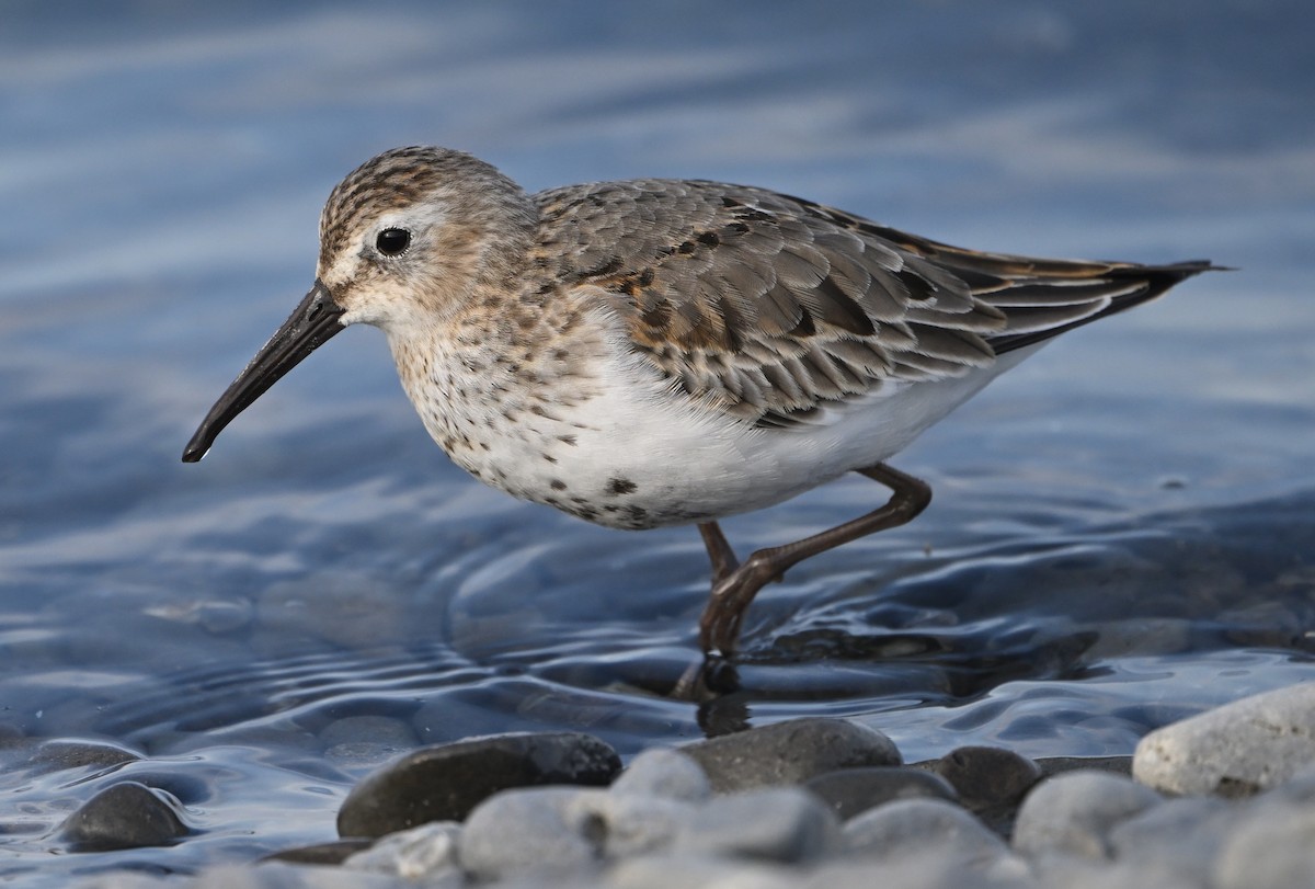 Dunlin - ML645102635
