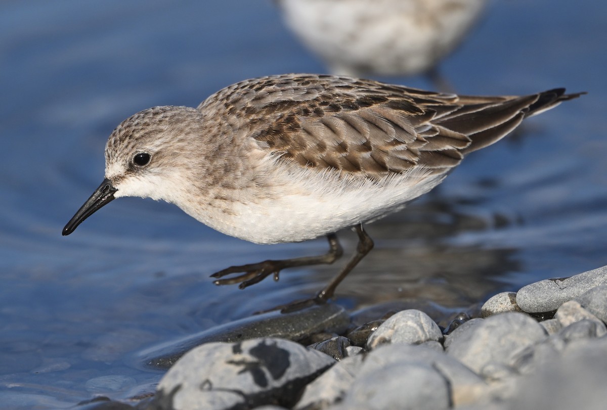 Red-necked Stint - ML645102638