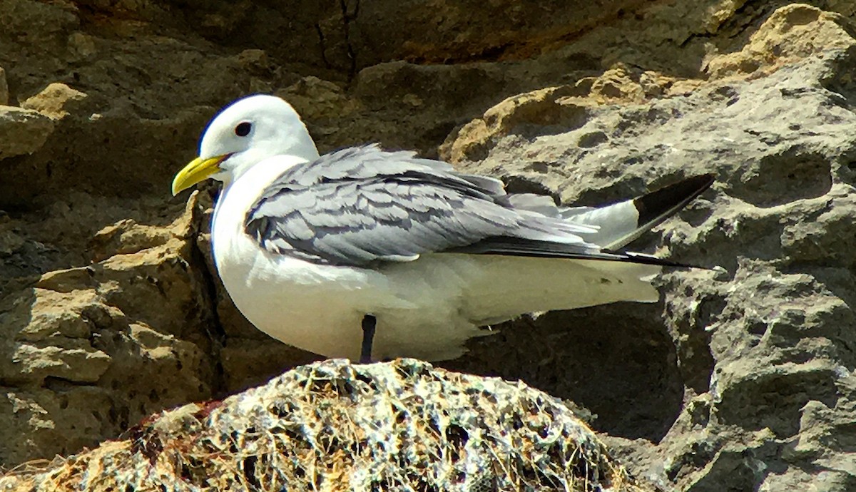 Kara Ayaklı Martı - ML645102644