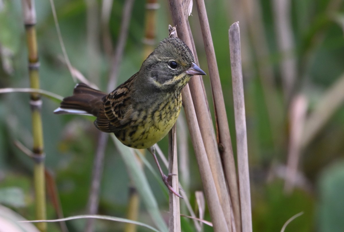 Masked Bunting - ML645102648