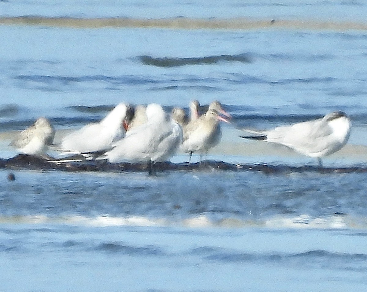 Bar-tailed Godwit (European) - ML645102655