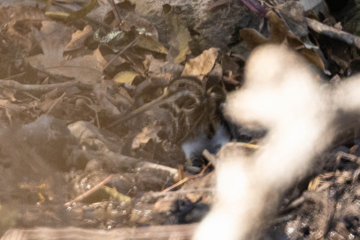 Wilson's Snipe - ML645102656