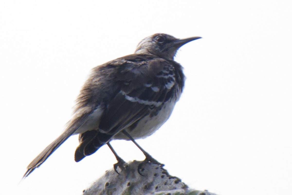 Moqueur de Floreana - ML645102659