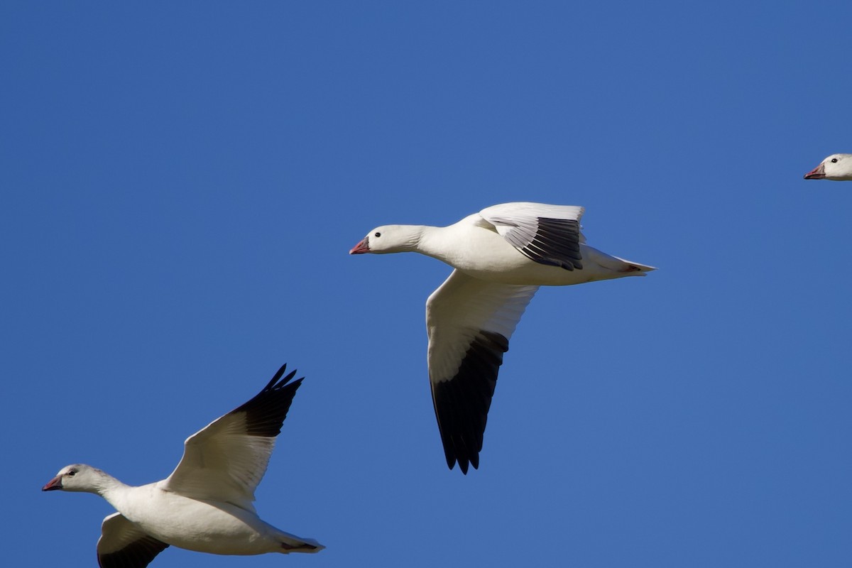 Ross's Goose - ML645102664