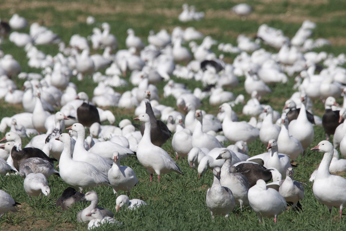 Snow/Ross's Goose - ML645102666