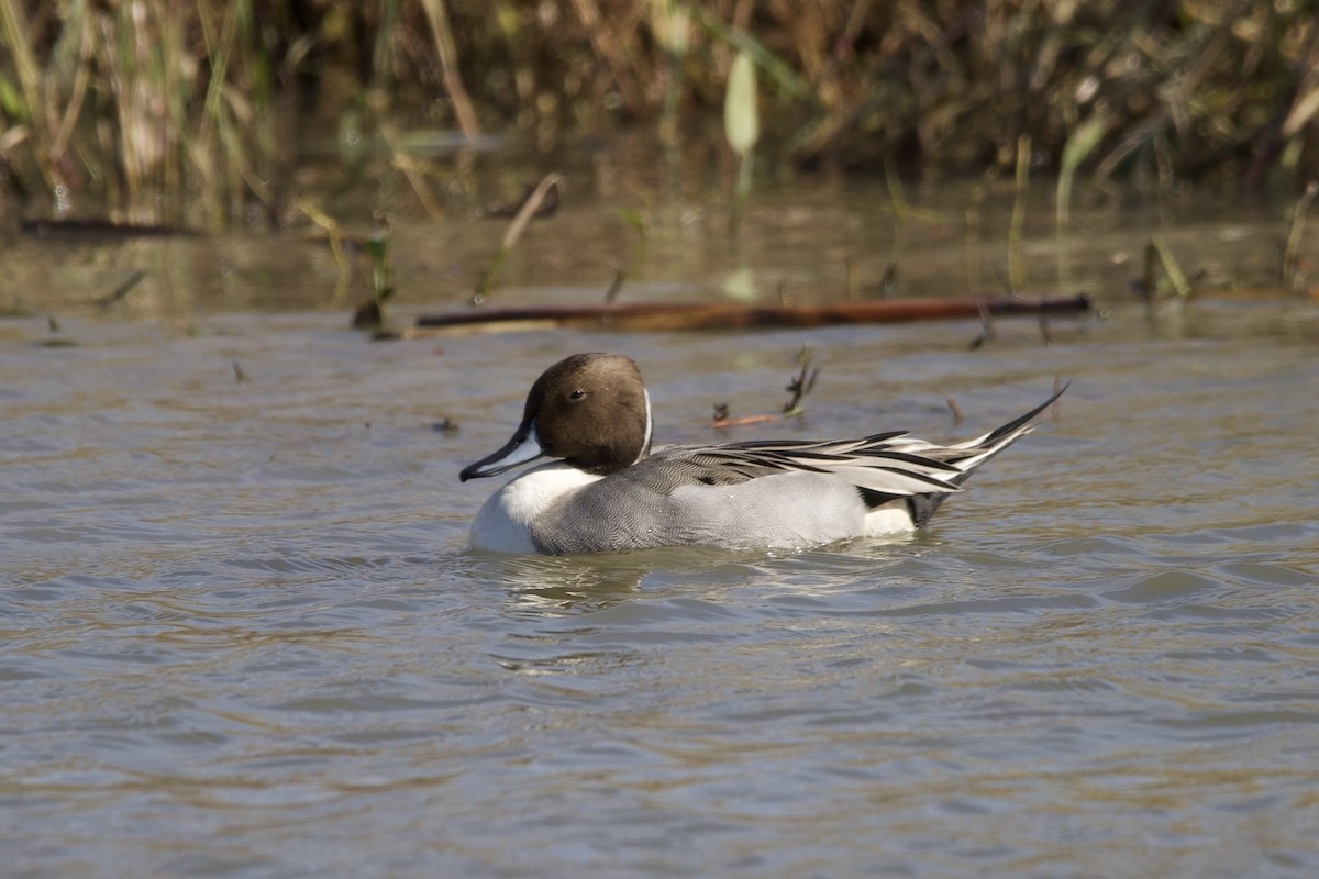 Northern Pintail - ML645102671