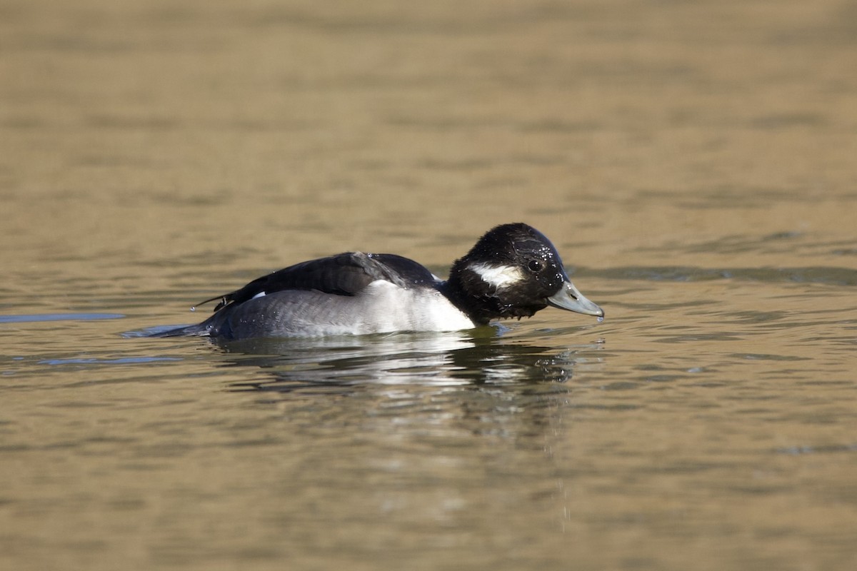 Bufflehead - ML645102674
