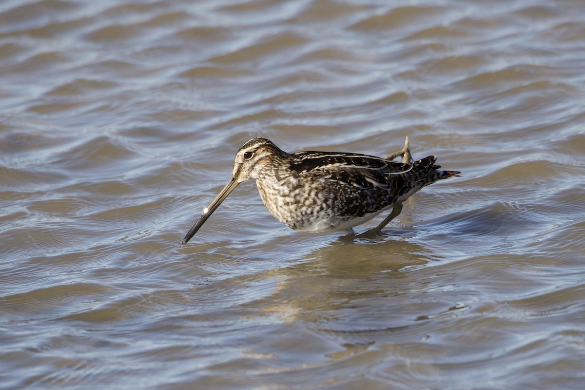 Wilson's Snipe - ML645102679
