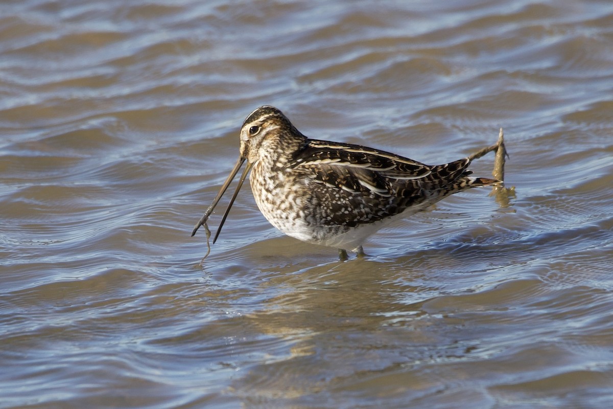 Wilson's Snipe - ML645102680