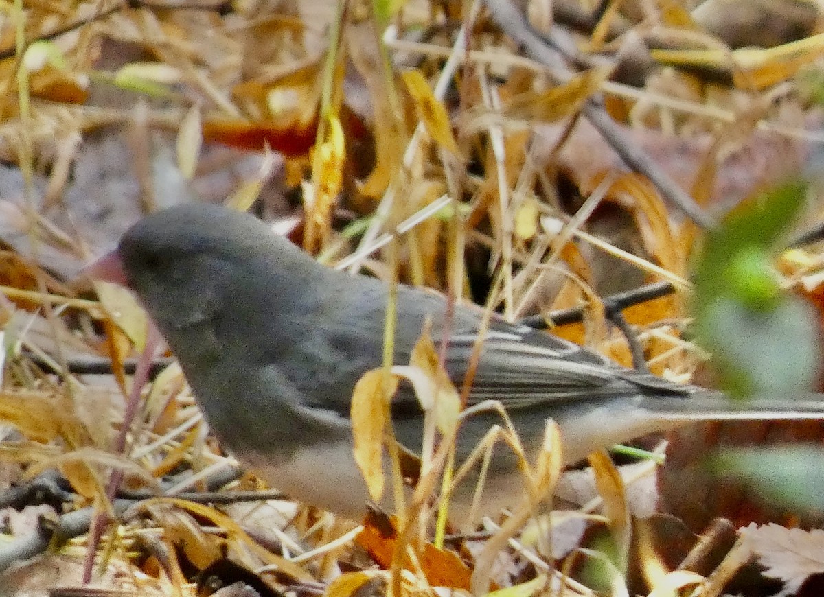 Junco Ojioscuro - ML645102681