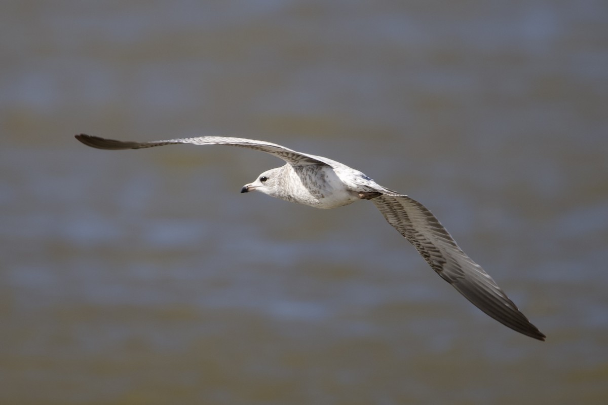 Ring-billed Gull - ML645102692