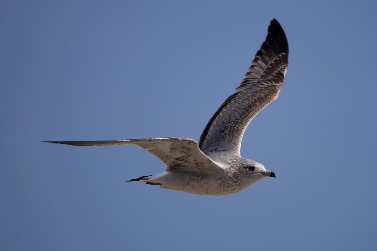 Ring-billed Gull - ML645102693
