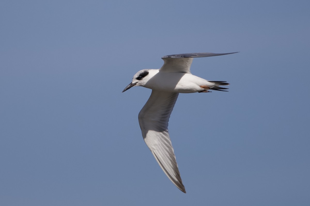 Forster's Tern - ML645102695